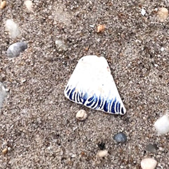 Little Blue Sea Pottery