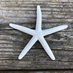 Starfish